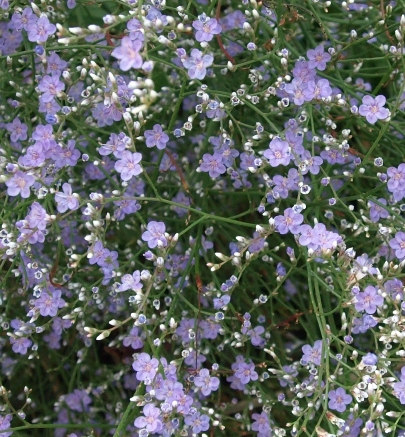 معرفی و راهنمای پرورش گیاهان زینتی فضای باز - استاتیس